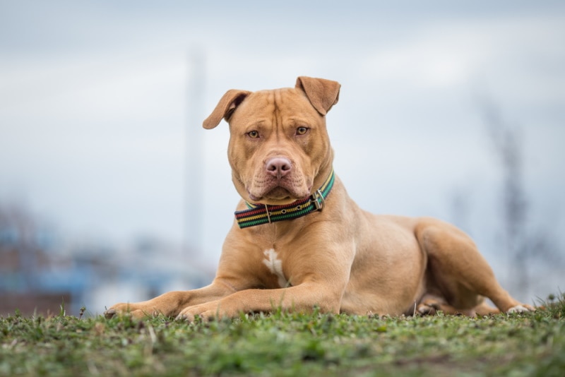 Can a Pitbull Be an Emotional Support Dog: Unveiling Truths
