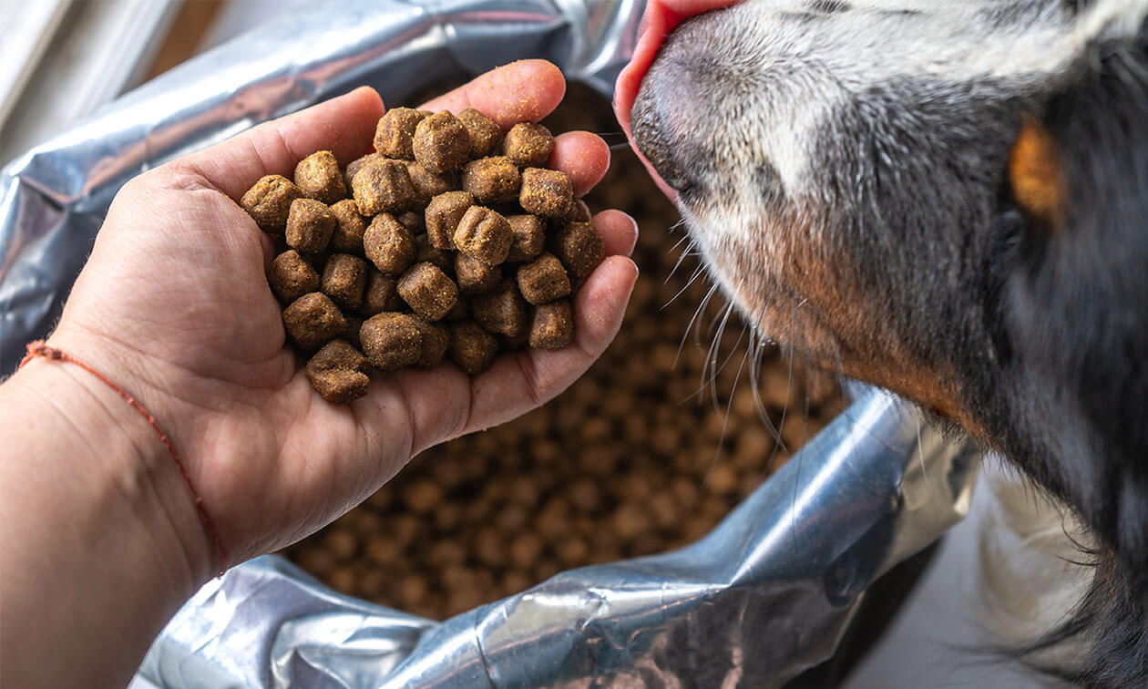 can changing dog food help with shedding unleash the truth