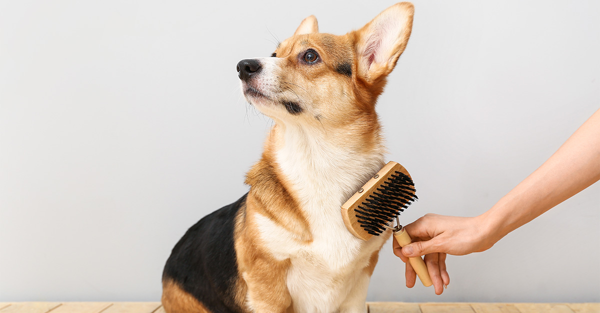 can dog food affect shedding unveil the truth