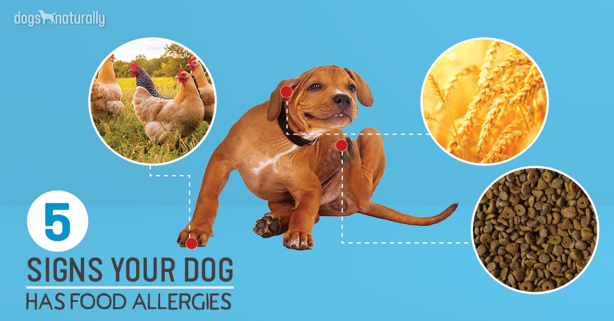 Can Dog Food Cause Allergies? Uncover the Truth!