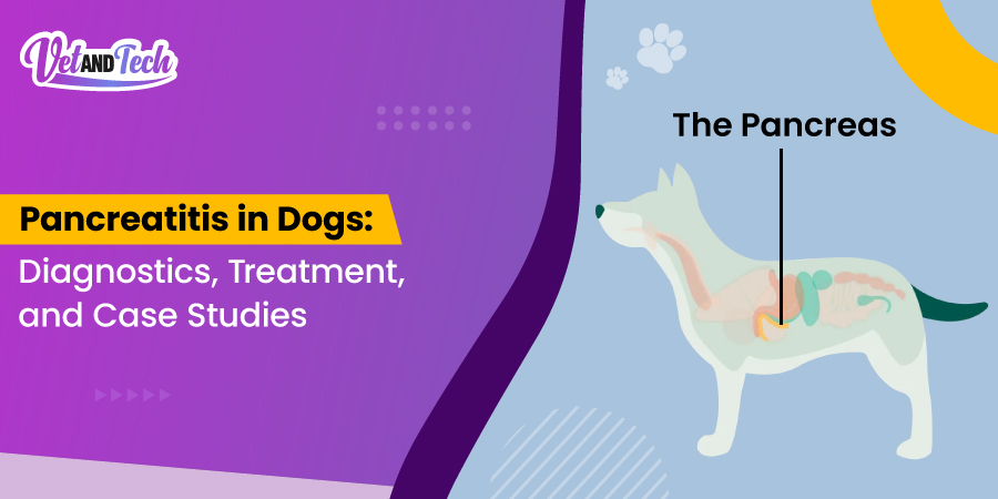 Can Dog Food Cause Pancreatitis? Vital Insights Revealed