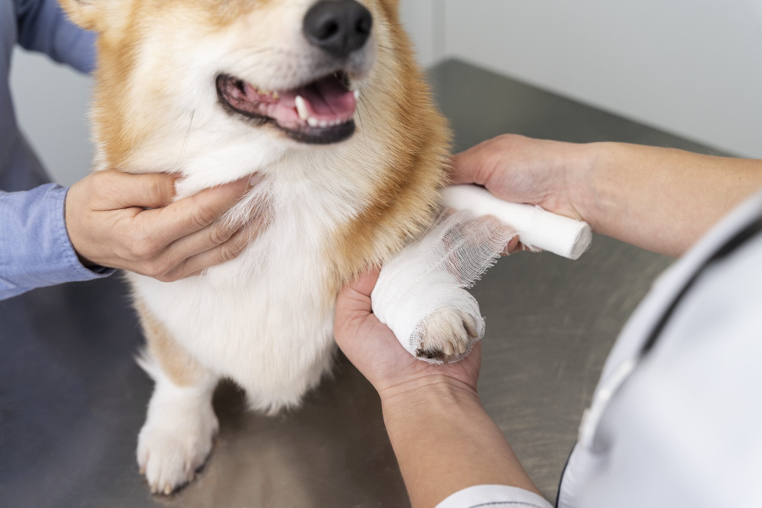 Can Dog Food Help Arthritis?: Breakthrough Solutions Unveiled