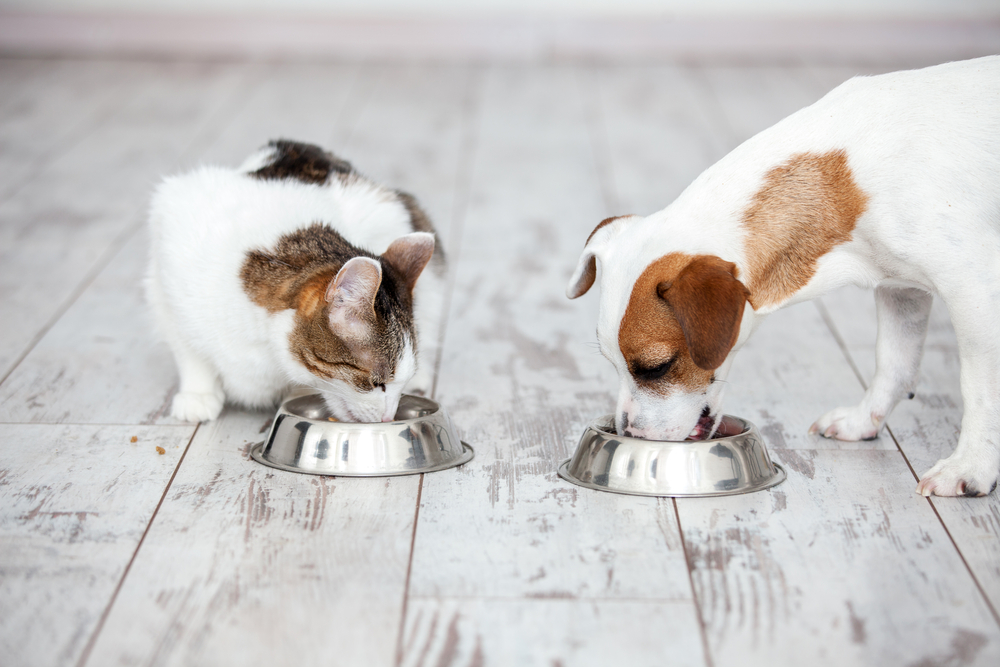 Can Dog Food Make Cats Sick? Vital Health Risks Unveiled