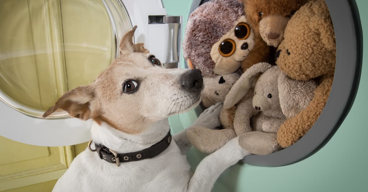 Can Dog Toys Go in the Dryer? Safety & Tips Revealed