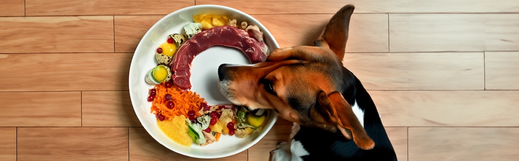 Can Dogs Eat a Human Diet? Essential Facts Unveiled