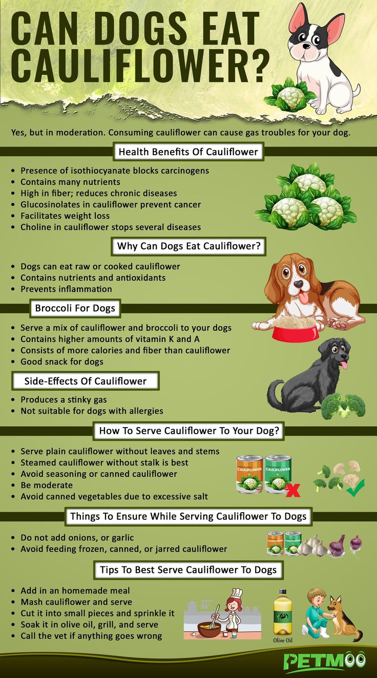 Can Dogs Eat Cauliflower? Health Benefits & Tips