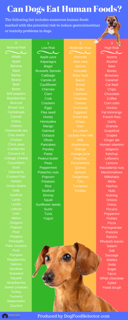 Can Dogs Eat Human Foods? Unveil the Startling Facts!