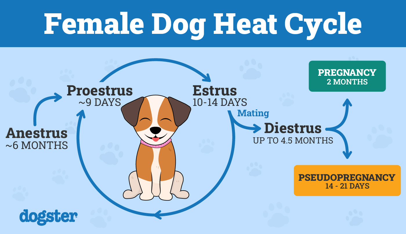 can dogs get pregnant when not in heat insider vet secrets