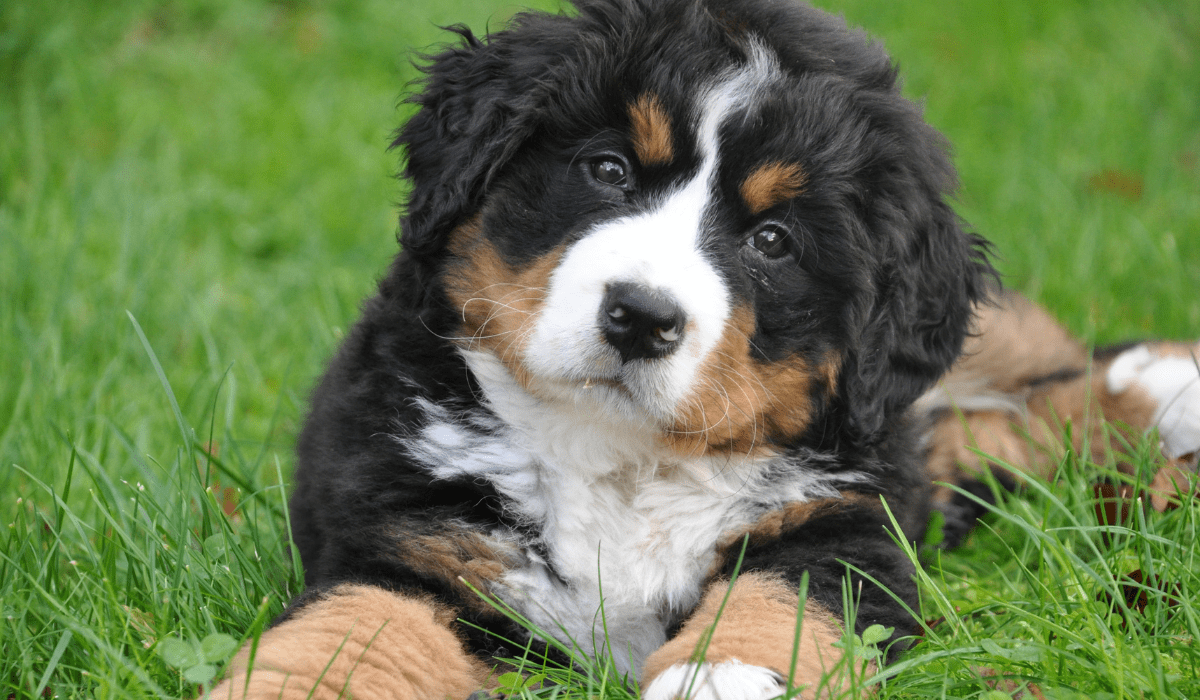 can hoa restrict dog breeds unleashing the truth
