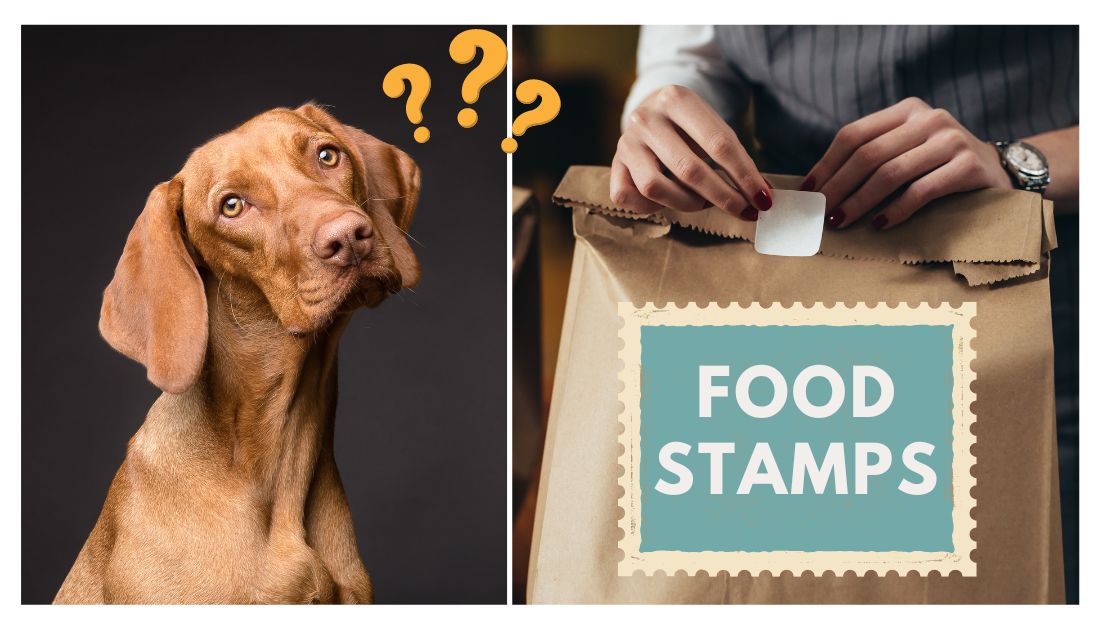 Can You Buy Dog Food With EBT? Surprising Facts Unveiled