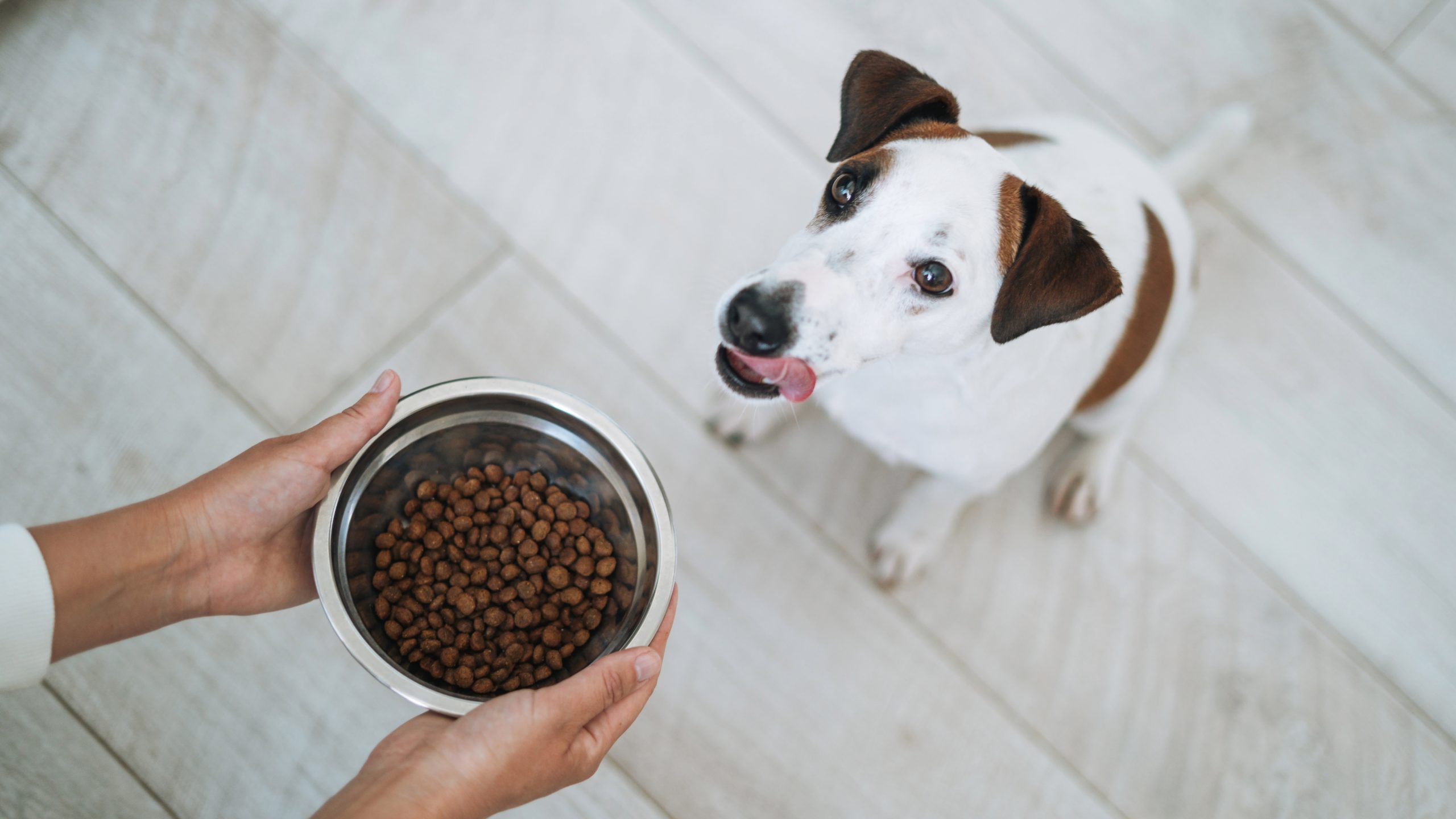 Can You Freeze Dog Food? Ultimate Preservation Tips!