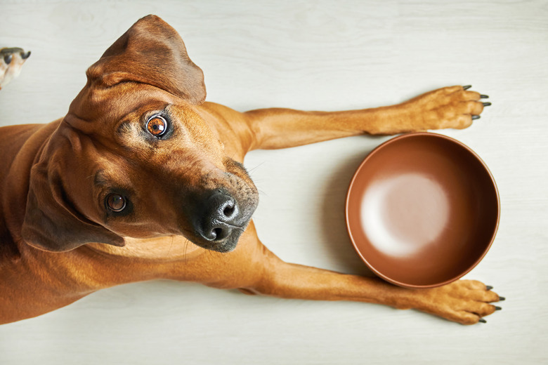 Can You Return Dog Food to Petsmart?: Insider Tips