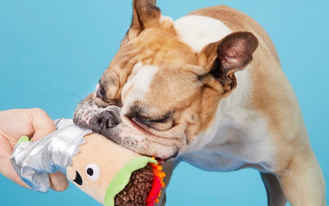 Can You Wash Dog Toys With Squeakers? Safe Cleaning Tips