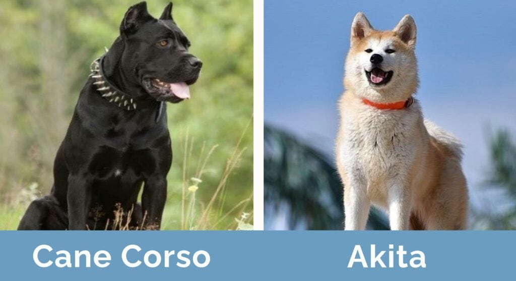 Cane Corso Akita Mix: Unveiling the Majestic Hybrid