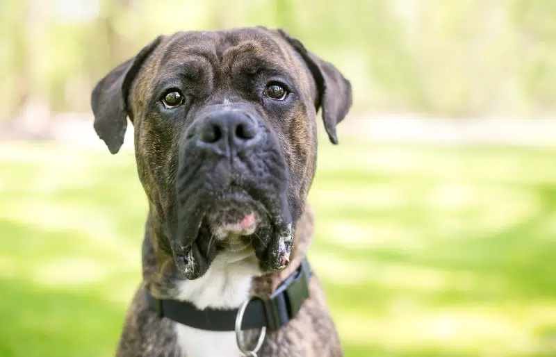 Cane Corso American Bulldog Mix: Mighty Companions