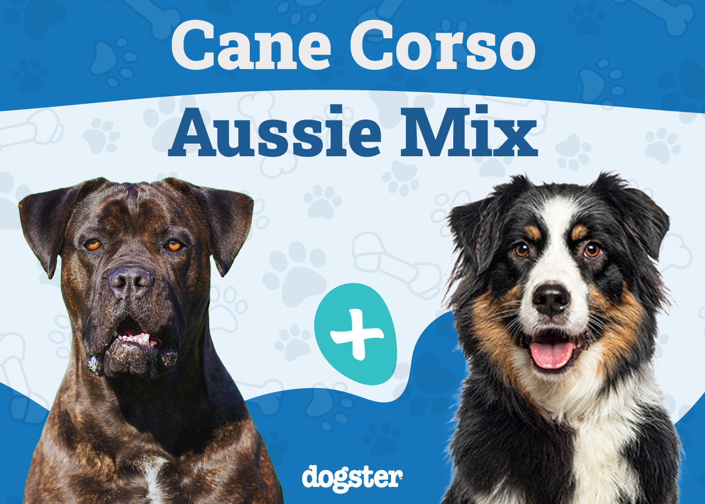 Cane Corso Australian Shepherd Mix: A Unique Blend