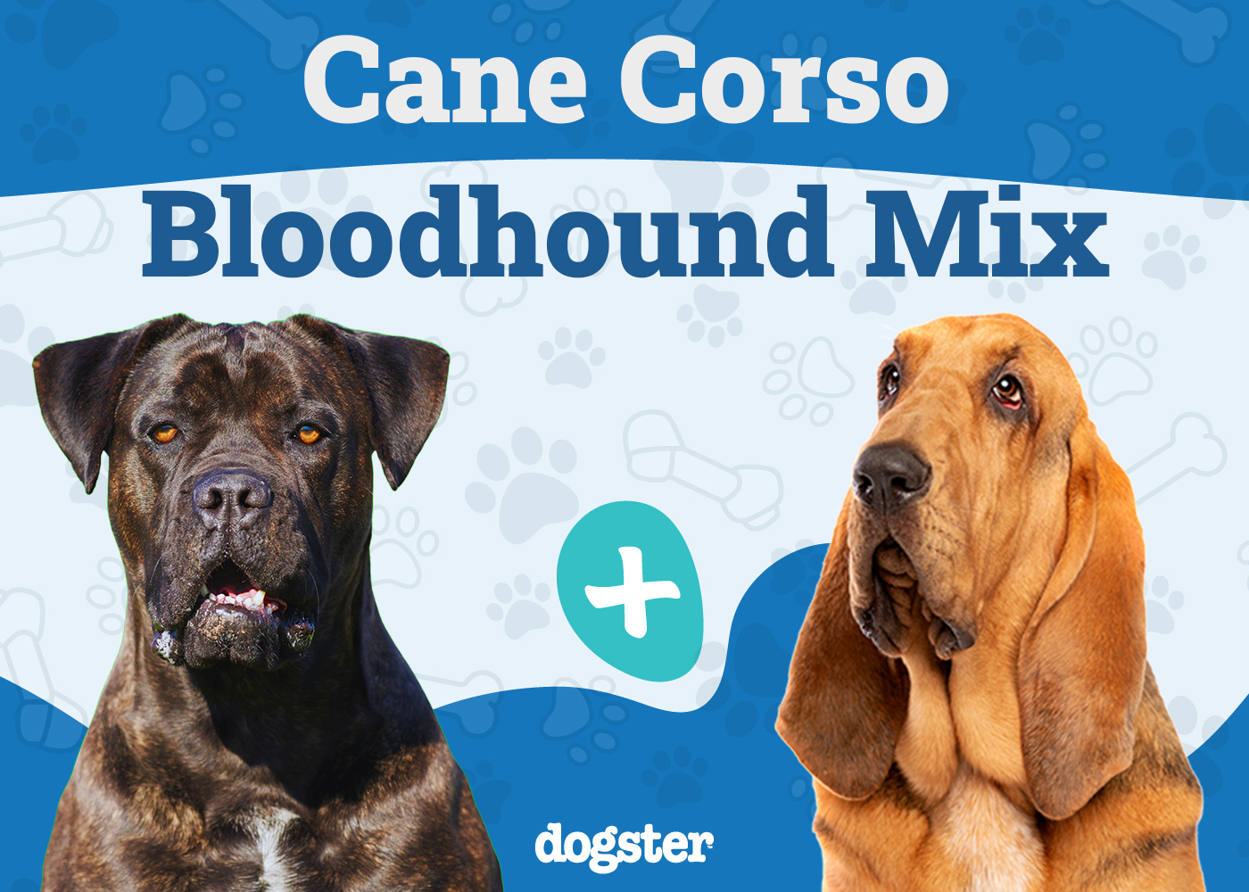 cane corso bloodhound mix majestic blend of power