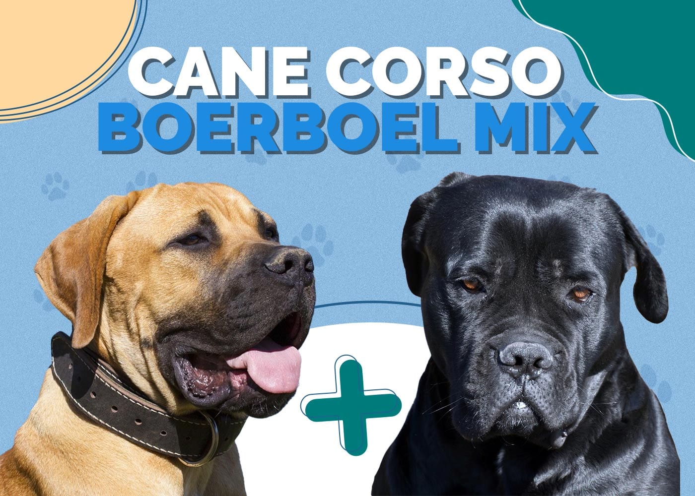 cane corso boerboel mix ultimate guide to a mighty crossbreed
