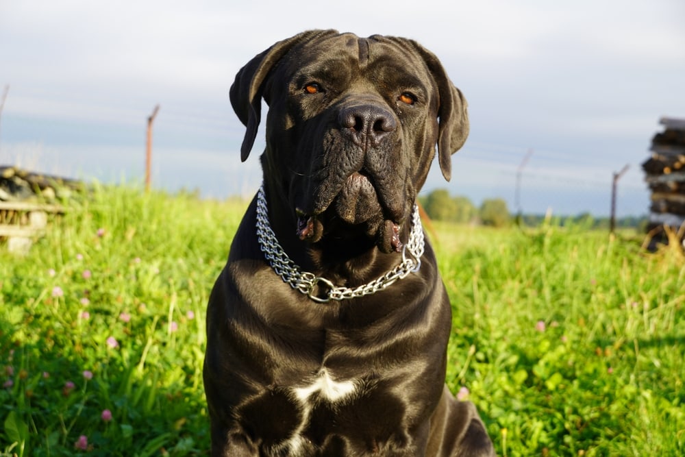 Cane Corso Bullmastiff Mix: Ultimate Guide to a Mighty Mix