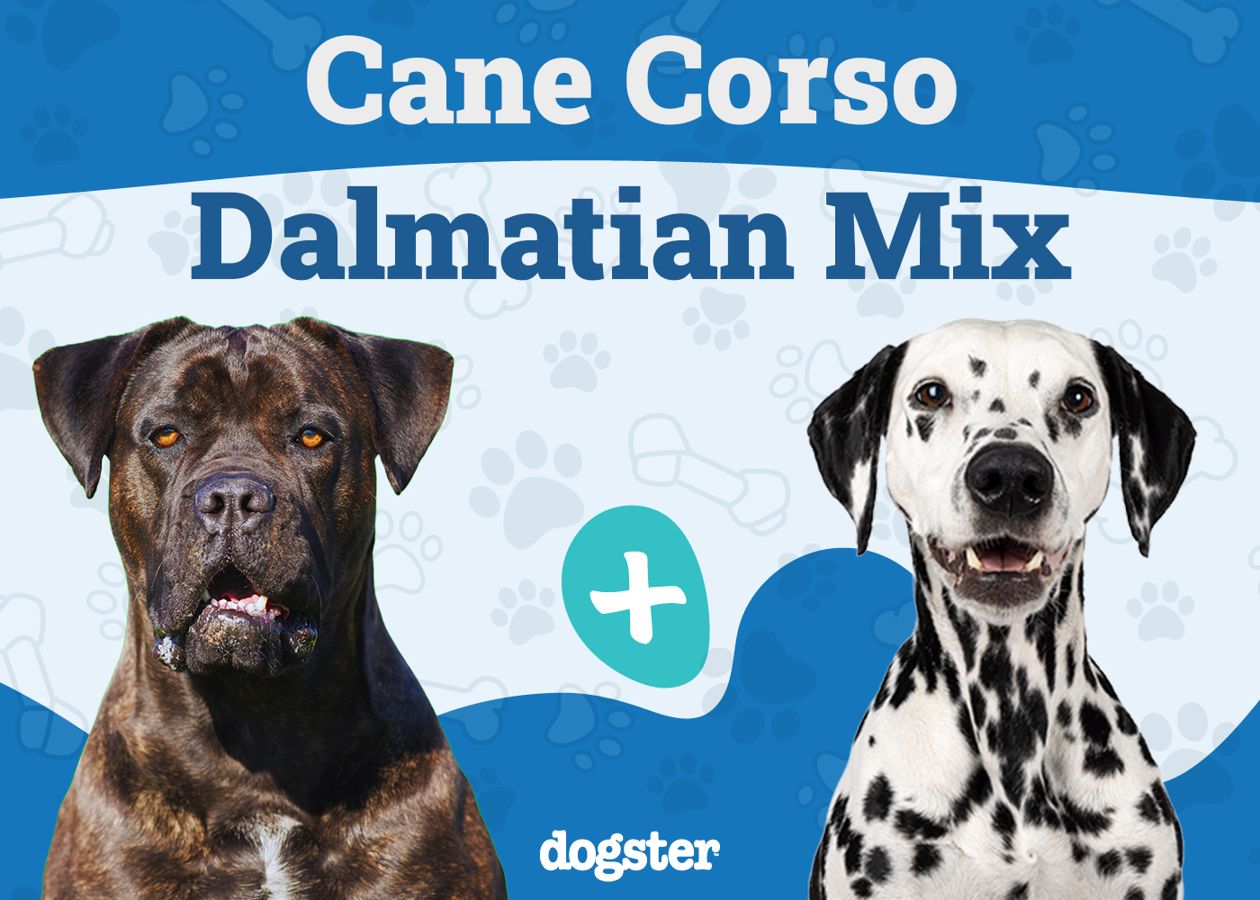 Cane Corso Dalmatian Mix: Unveiling the Spotted Giant