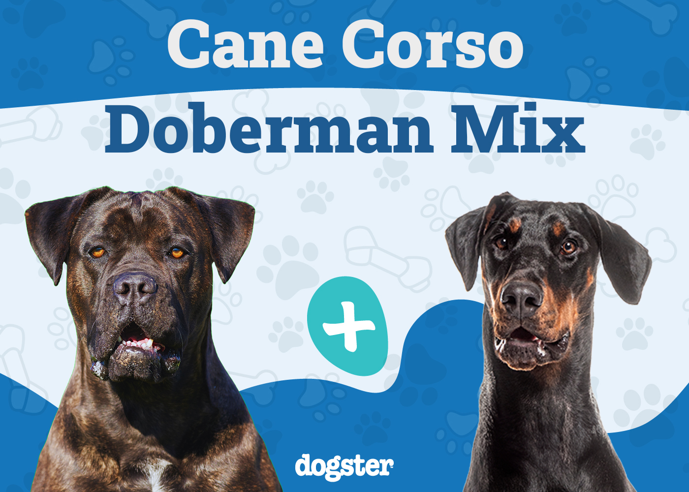 cane corso doberman mix ultimate guide to a majestic mutt