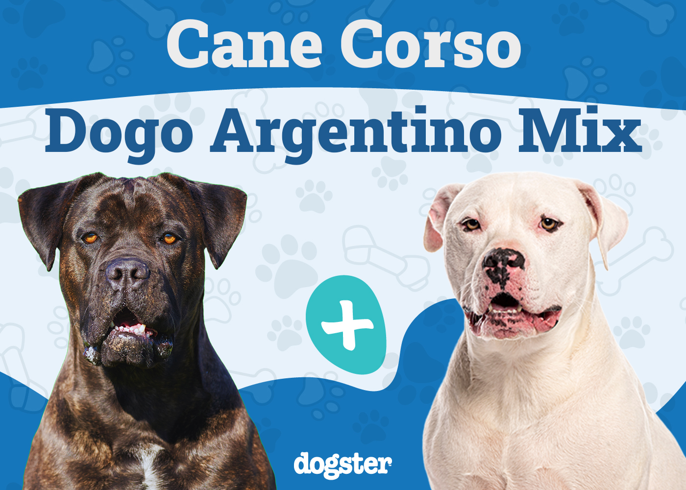 Cane Corso Dogo Argentino Mix: Ultimate Guard Dog Guide