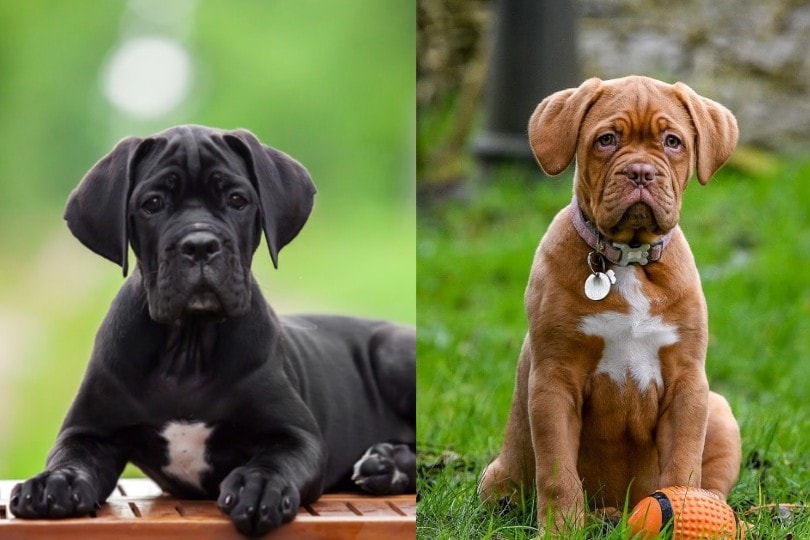 cane corso dogue de bordeaux mix mighty companions