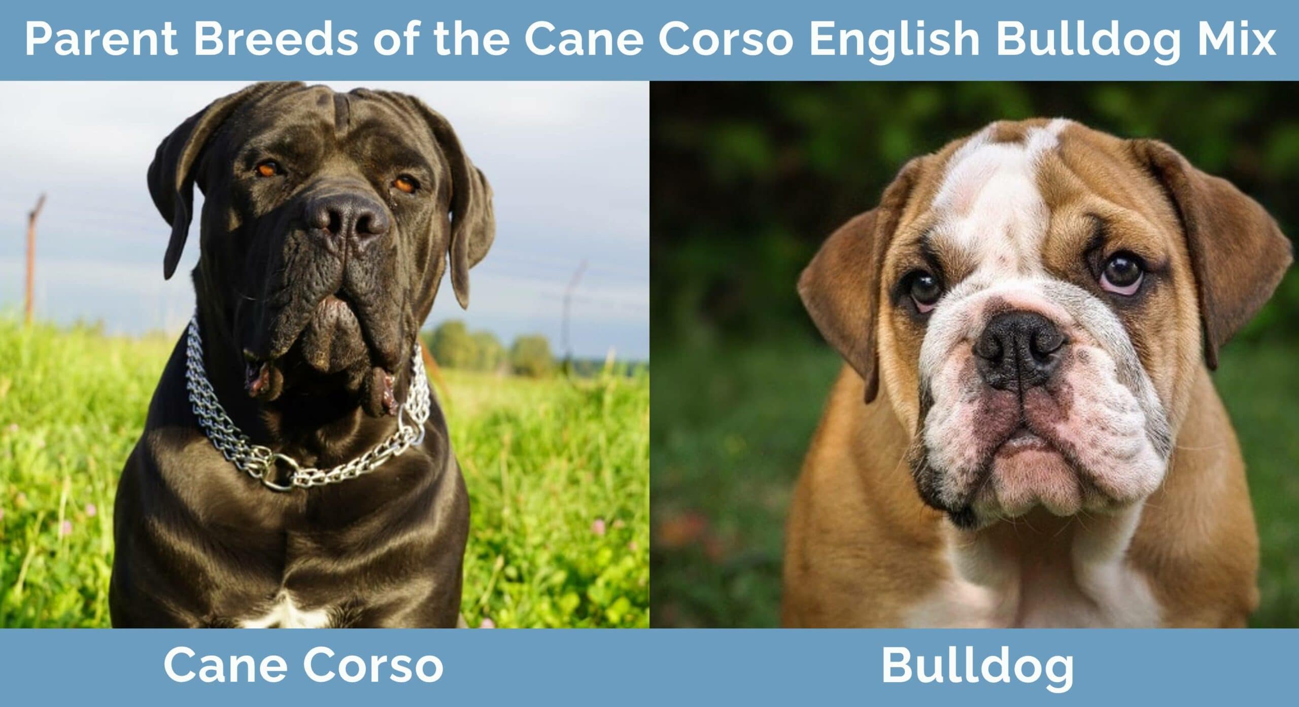 cane corso english bulldog mix robust hybrid guide