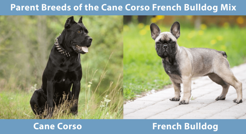Cane Corso French Bulldog Mix: Unveiling the Unlikely Charm