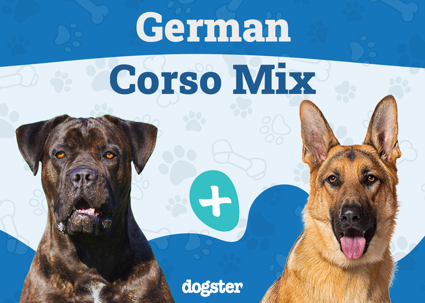 cane corso german shepherd mix ultimate guide