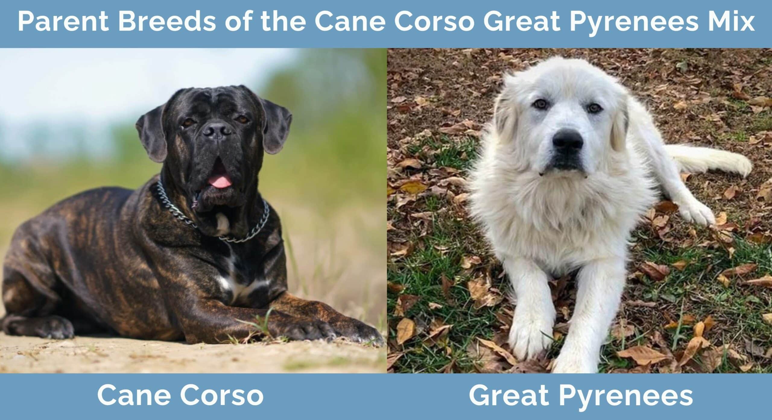 Cane Corso Great Pyrenees Mix: Gentle Giants Unveiled