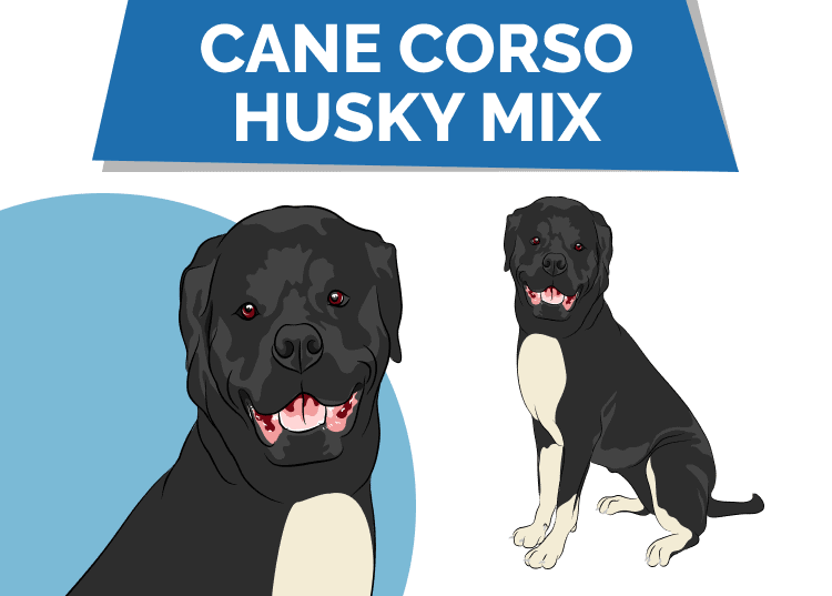 cane corso husky mix unveiling the majestic mutt