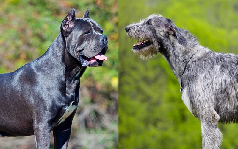 Cane Corso Irish Wolfhound Mix: Gentle Giants Unveiled