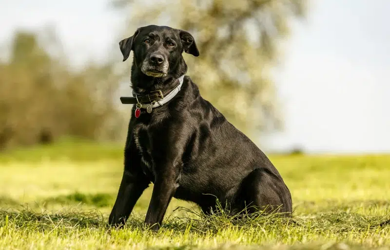 cane corso labrador mix ultimate guide to a mighty crossbreed