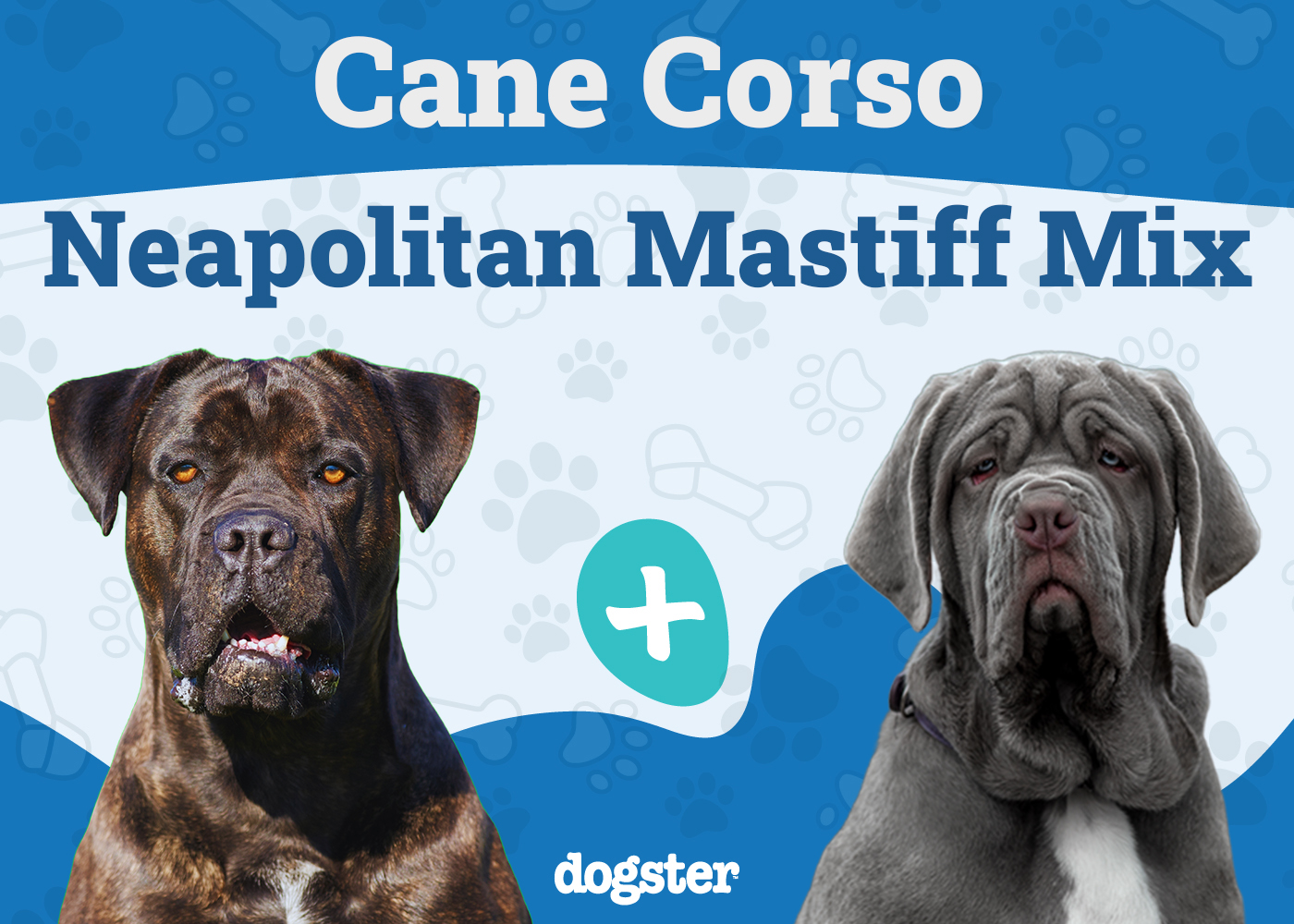 cane corso neapolitan mastiff mix majestic giants 1