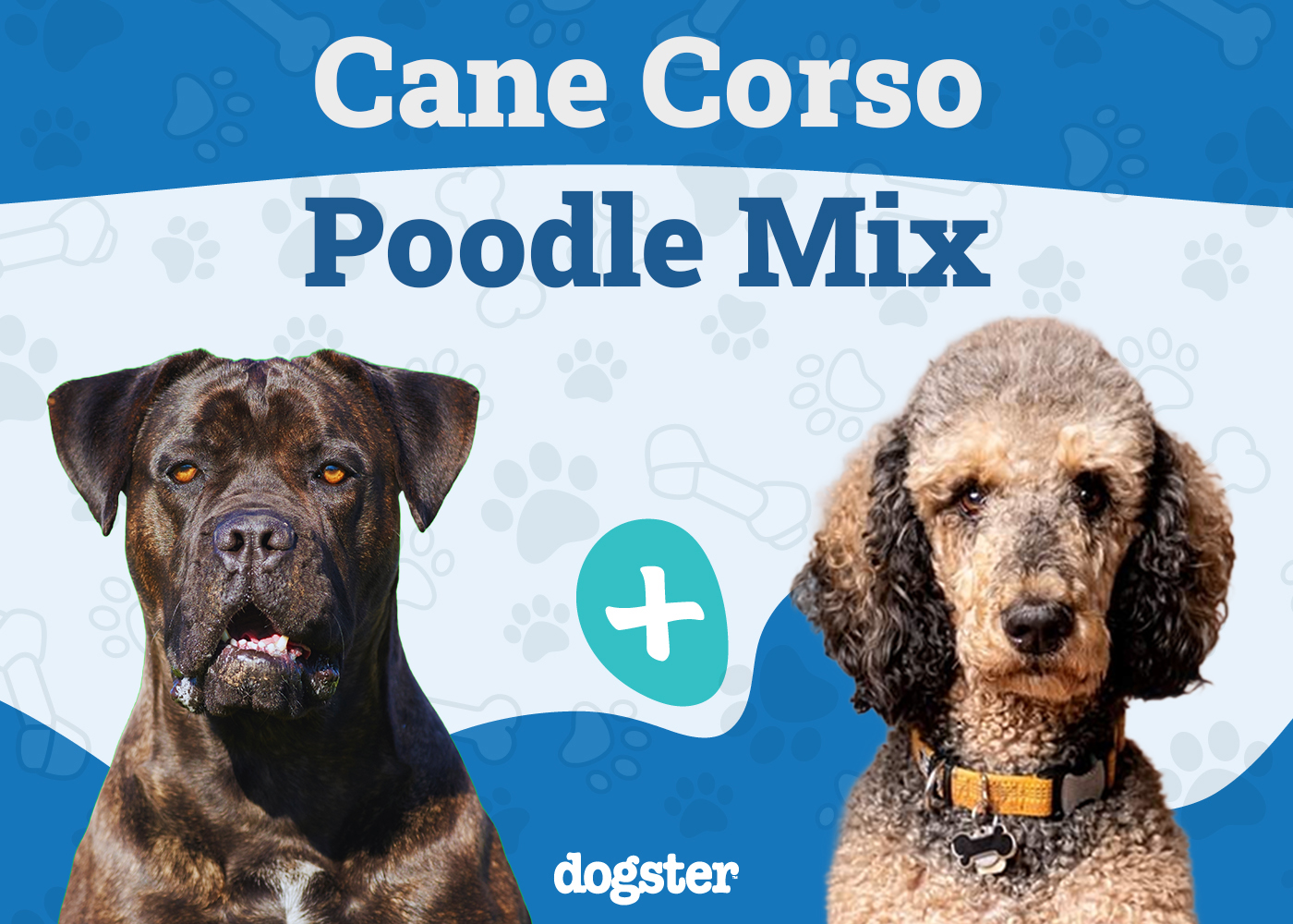 cane corso poodle mix unveiling the unique doodle 1