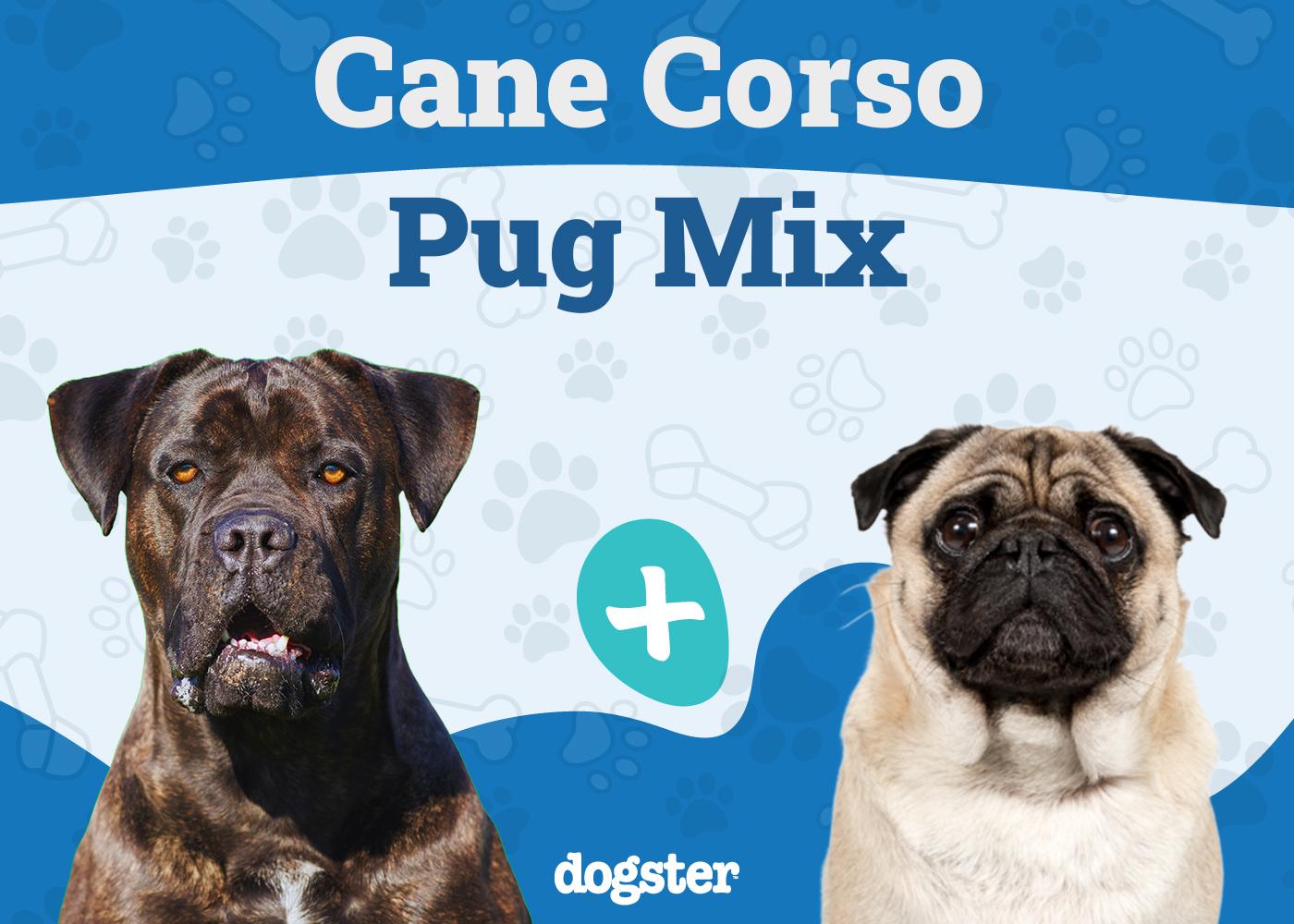 Cane Corso Pug Mix: The Ultimate Breed Guide