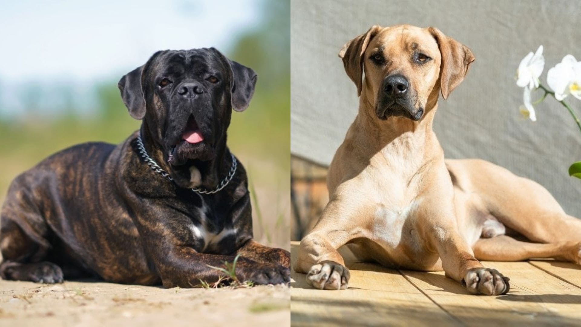 cane corso rhodesian ridgeback mix majestic mutt mystique