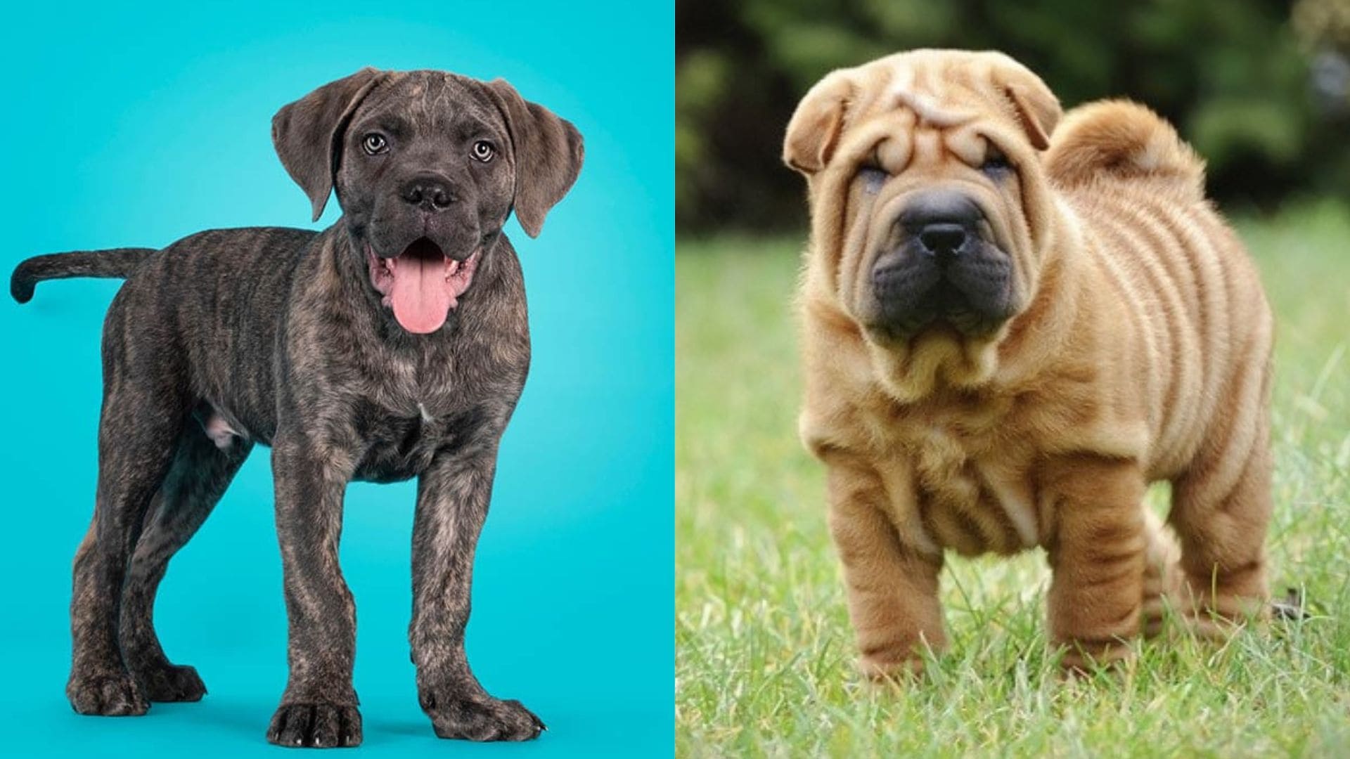 Cane Corso Shar Pei Mix: Unveiling the Ultimate Guide