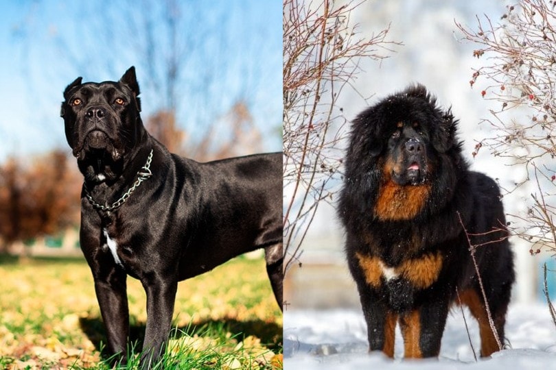 Cane Corso Tibetan Mastiff Mix: Ultimate Guard Dog Guide