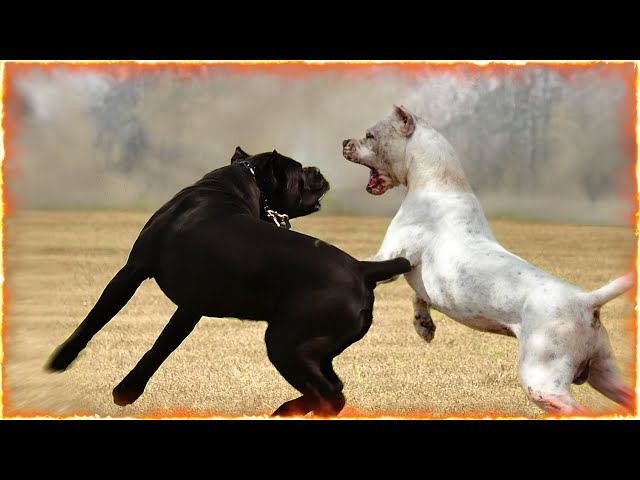 cane corso vs dogo argentino fierce breeds face off