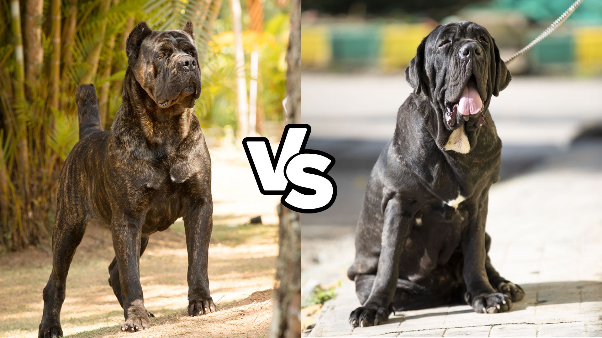 Cane Corso Vs Neapolitan Mastiff: Breed Battle!