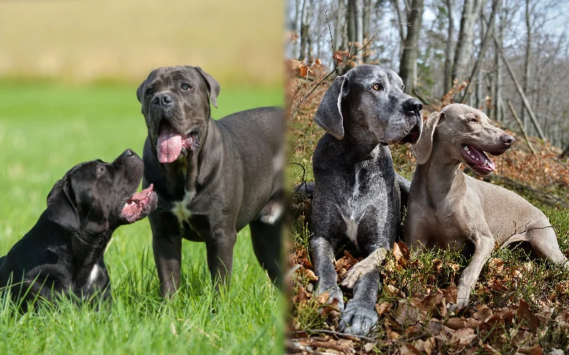 Cane Corso Weimaraner Mix: Ultimate Guide to This Rare Blend