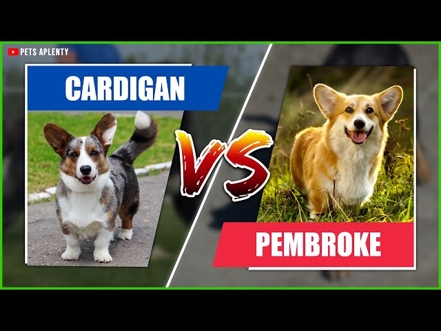 cardigan welsh corgi vs pembroke welsh corgi breed battle 1