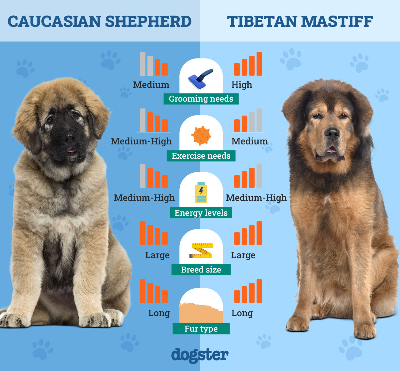 caucasian shepherd vs tibetan mastiff fierce giants clash