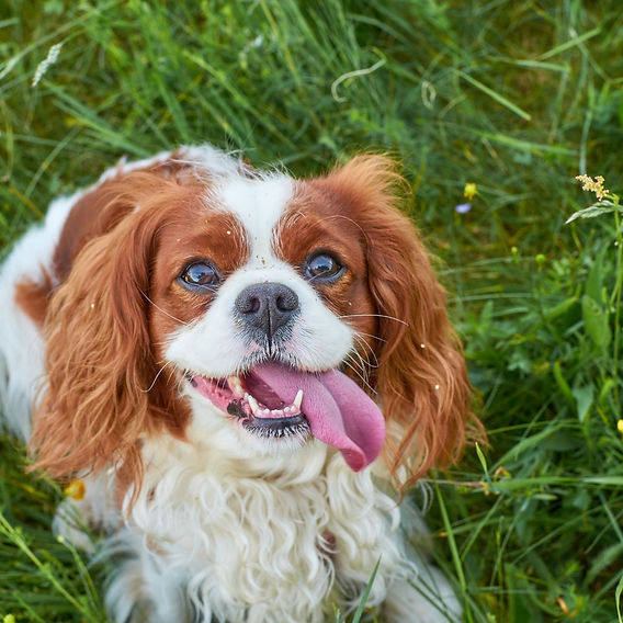 cavalier king charles spaniel health issues essential care tips