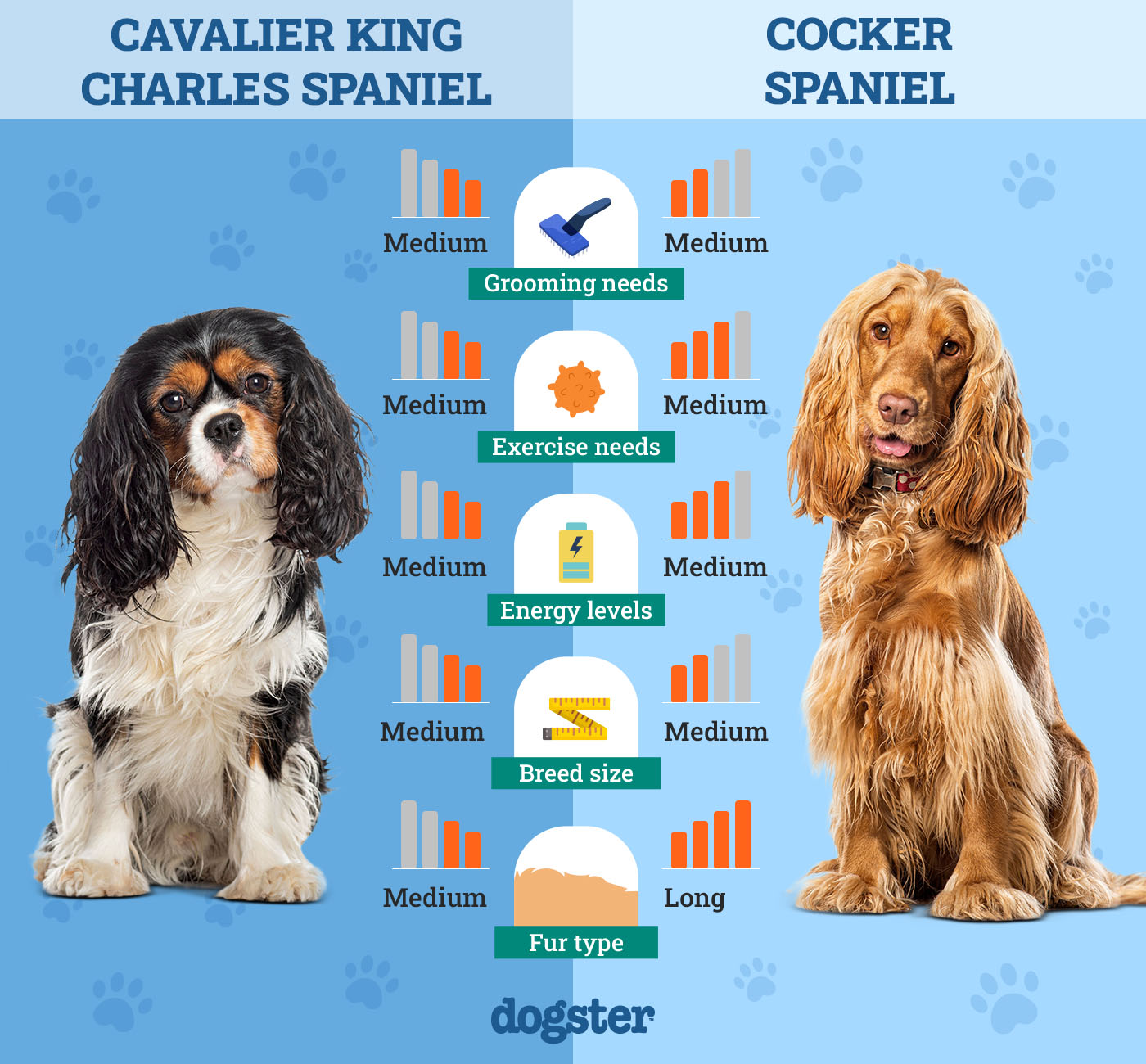 Cavalier King Charles Spaniel Vs Cocker Spaniel: Ultimate Comparison