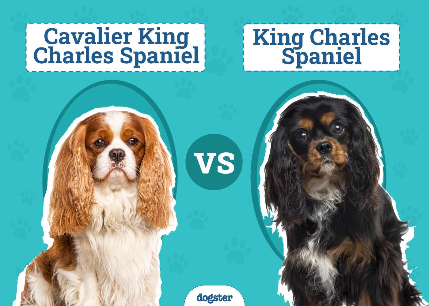 Cavalier King Charles Spaniel Vs King Charles Spaniel: Breed Battle!