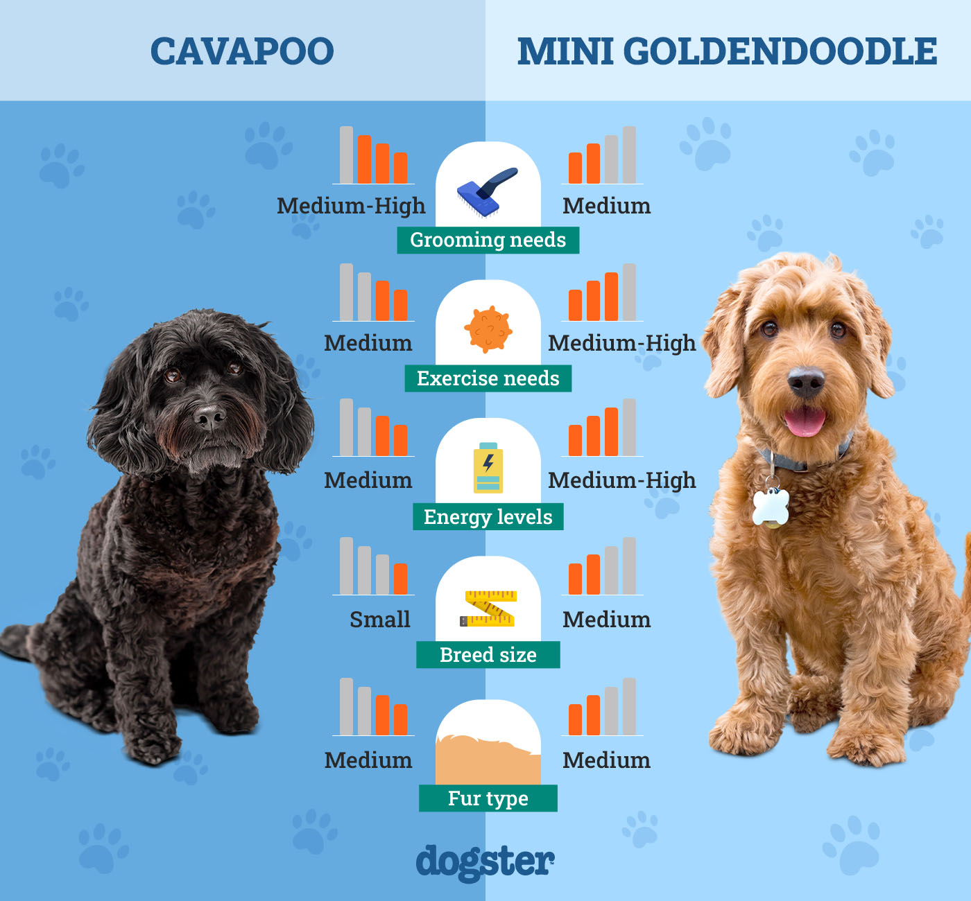 cavapoo vs mini goldendoodle best family pet