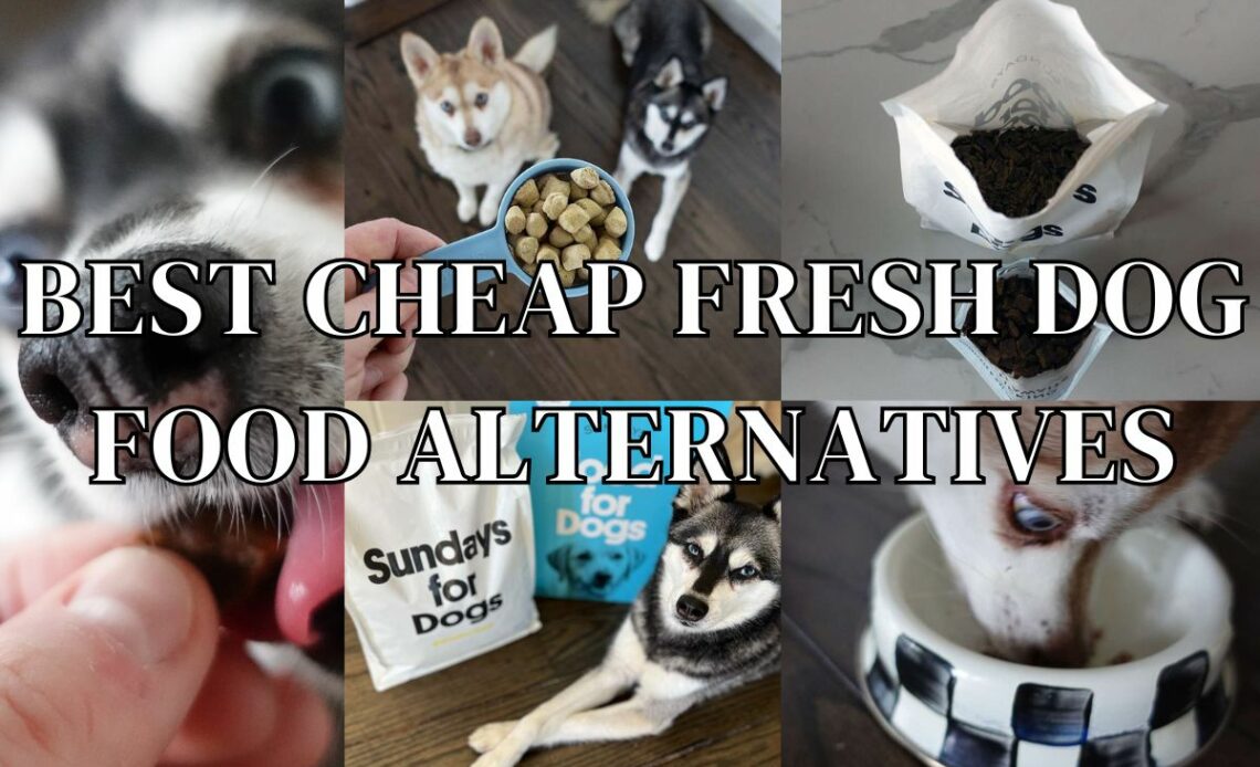 Cheapest Dog Food Subscription: Top Budget-Friendly Picks